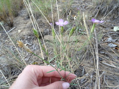 Dianthus