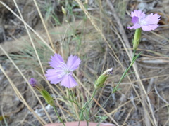 Dianthus