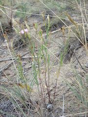 Dianthus