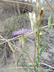 Dianthus