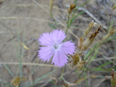 Dianthus
