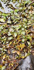 Ludwigia repens