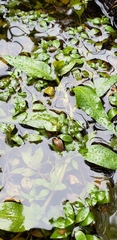 Ludwigia repens