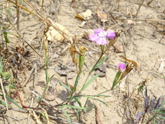 Dianthus chinensis