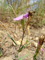 Dianthus chinensis