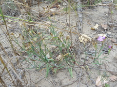 Dianthus chinensis