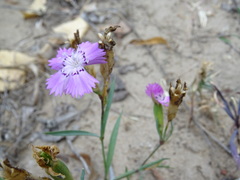 Dianthus chinensis