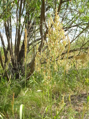 Rumex thyrsiflorus