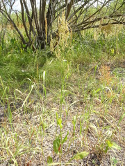 Rumex thyrsiflorus