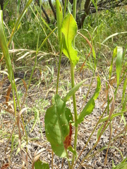 Rumex thyrsiflorus