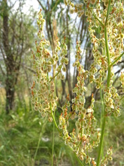 Rumex thyrsiflorus