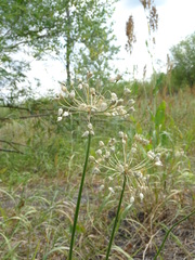 Allium