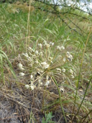 Allium