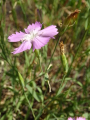 Dianthus