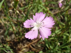 Dianthus