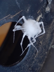 Engyodontium aranearum