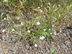 Dianthus
