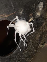 Engyodontium aranearum