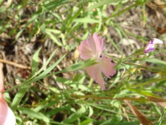 Dianthus