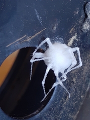 Engyodontium aranearum