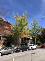 Ginkgo biloba