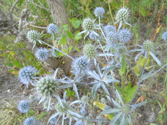 Eryngium planum