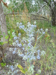 Eryngium planum