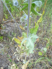 Eryngium planum