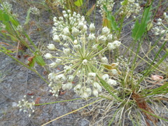 Allium