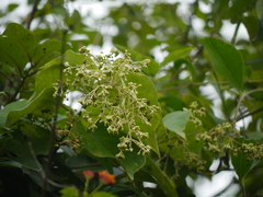 Aspidopterys cordata