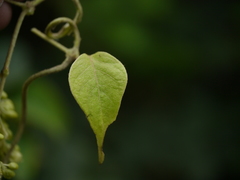 Aspidopterys cordata