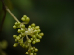 Aspidopterys cordata