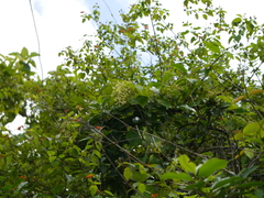 Aspidopterys cordata