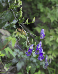 Aconitum grossedentatum