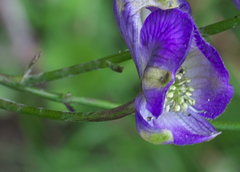 Aconitum grossedentatum