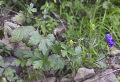 Aconitum grossedentatum
