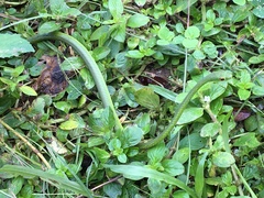 Philothamnus nitidus