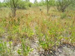 Rumex thyrsiflorus