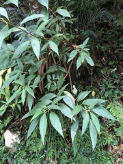 Hydrangea longifolia