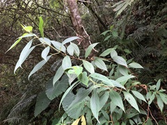 Hydrangea longifolia