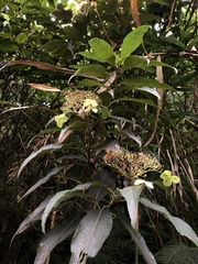 Hydrangea longifolia