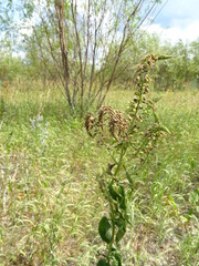 Veronica longifolia