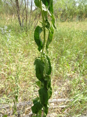 Veronica longifolia