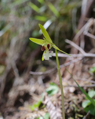 Dactylostalix ringens
