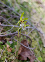 Dactylostalix ringens