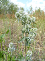 Eryngium planum