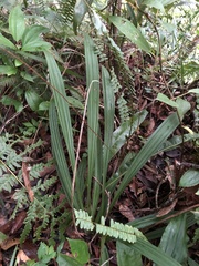 Calanthe davidii