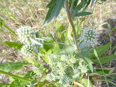 Eryngium planum