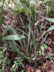 Calanthe davidii