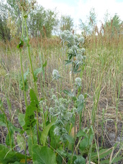 Eryngium planum